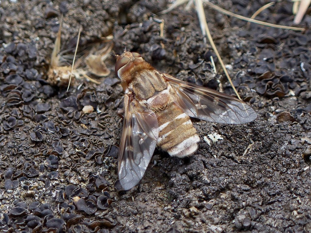 Exoprosopa grandis e Thiridanthrax fenestratus a confronto